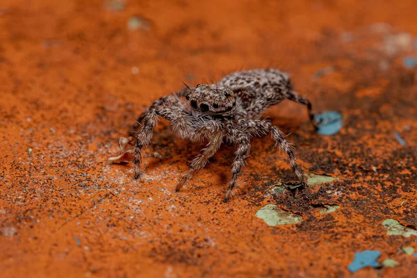 Kleine Weibliche Springspinne Der Art Platycryptus Magnus Auf Einem Baumstamm — Stockfoto