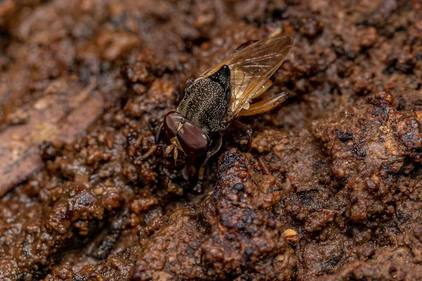 Adulto Pegleg Fly Genus Myolepta — Fotografia de Stock