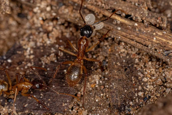 Ausgewachsene Zimmermannsmeise Der Gattung Camponotus — Stockfoto