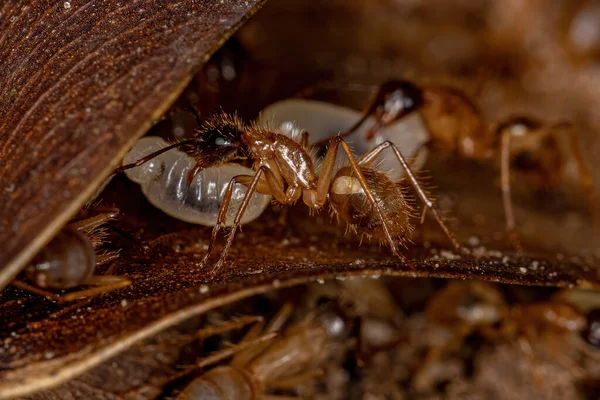 Ενηλίκων Female Carpenter Ant Του Γένους Camponotus — Φωτογραφία Αρχείου