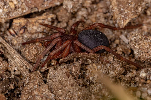 Dospělý Pozemní Pavouk Čeledi Corinnidae — Stock fotografie