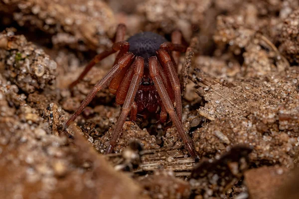 Αράχνη Ενηλίκων Της Οικογένειας Corinnidae — Φωτογραφία Αρχείου