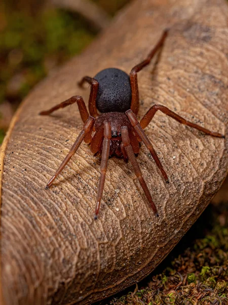 Αράχνη Ενηλίκων Της Οικογένειας Corinnidae — Φωτογραφία Αρχείου
