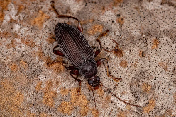 Adulto Comb Clawed Darkling Beetle Subtribo Xystropodina — Fotografia de Stock