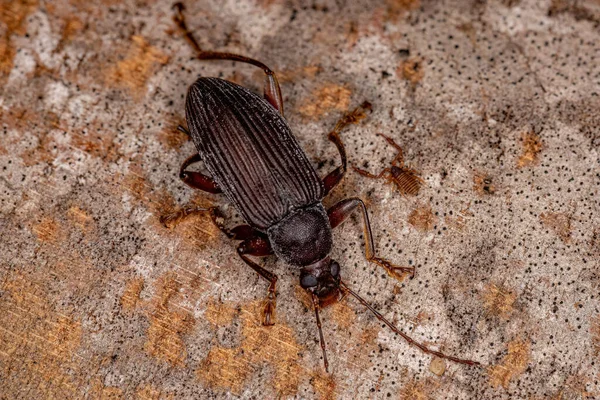 Escarabajo Oscuro Subtribu Xystropodina — Foto de Stock