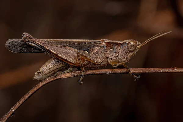 Adult Stridulating Slant Face Grasshopper Του Genus Orphulella — Φωτογραφία Αρχείου