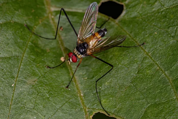 Adult Bristle Fly Genus Cholomyia — Stock Photo, Image