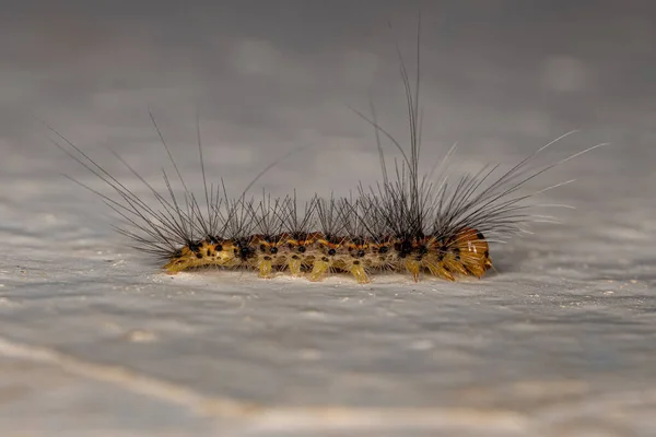 Small Moth Caterpillar of the family erebidae