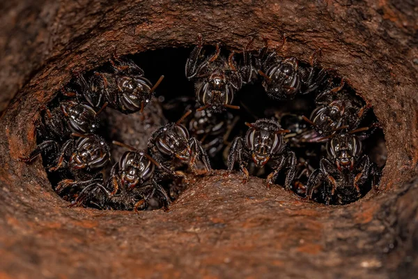 Adult Stingless Bees Genus Partamona — Stock Photo, Image