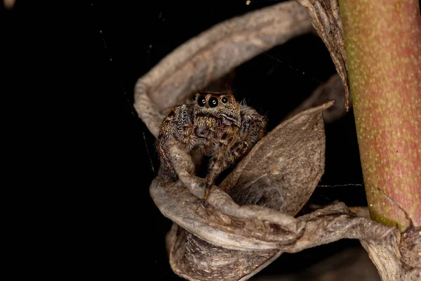 Μικρό Αρσενικό Άλμα Spider Της Υποφυλής Dendryphantina — Φωτογραφία Αρχείου