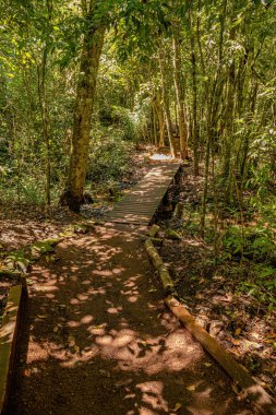 Kosta Rika, Mato Grosso do Sul, Brezilya - 12 18 2022: Salto do Sucuriu Belediyesi Doğal Parkı boyunca agouti patikası