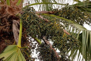 Arecaceae ailesinin yeşil palmiye ağacı. Meyveli.