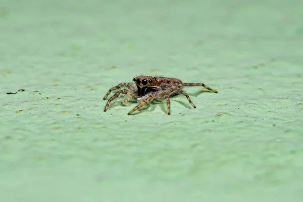 Μικρό Γκρι Τείχος Jumping Spider Του Είδους Menemerus Bivittatus — Φωτογραφία Αρχείου