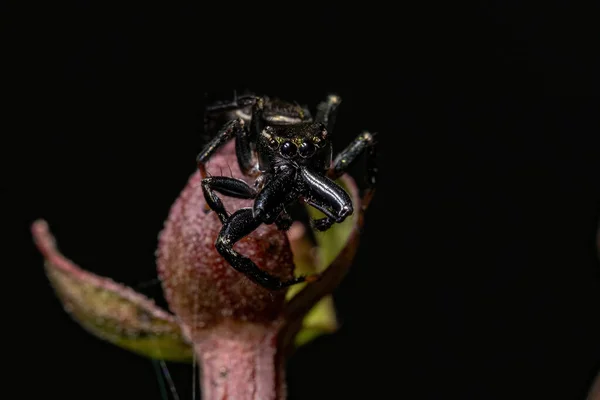 Ενήλικας Αρσενικό Άλμα Αράχνη Του Genus Messua — Φωτογραφία Αρχείου