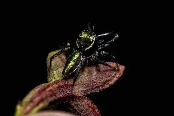 Vuxen Man Hoppar Spindel Släktet Messua — Stockfoto