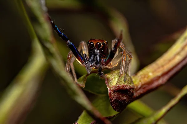 Adult Male Jumping Spider Genus Noegus — Stock Photo, Image