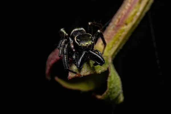 Dospělý Muž Skákající Pavouk Rodu Messua — Stock fotografie