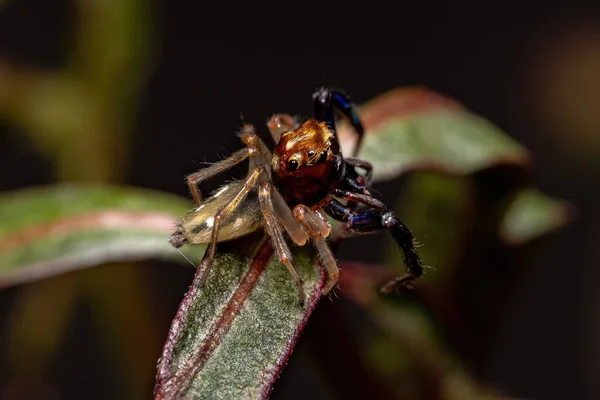 Araña Saltadora Macho Adulta Del Género Noegus —  Fotos de Stock