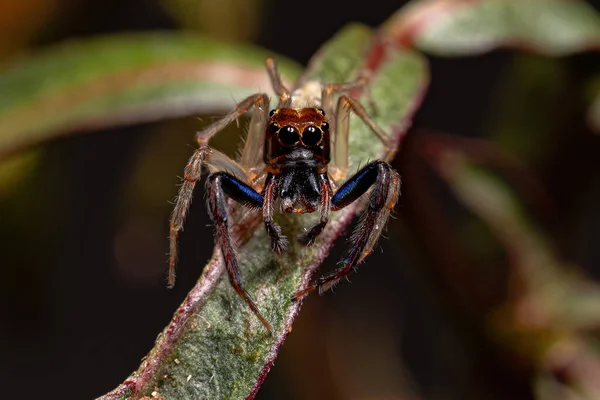 Araignée Sauteuse Mâle Adulte Genre Noegus — Photo