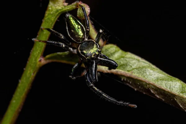 Adulto Masculino Saltando Aranha Gênero Messua — Fotografia de Stock