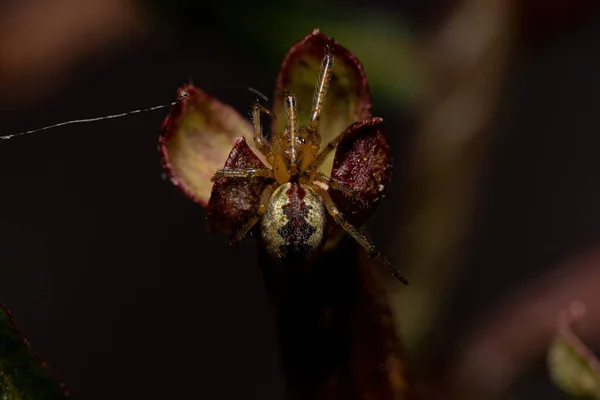 Telaraña Macho Adulto Familia Theridiidae —  Fotos de Stock