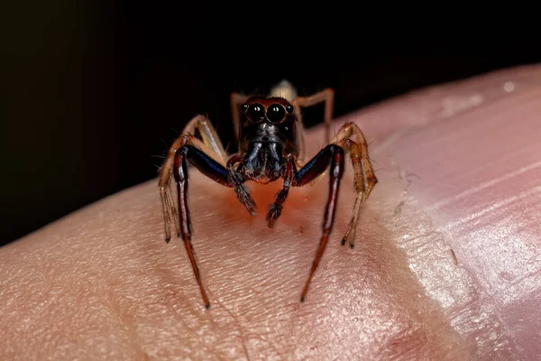 Noegus Cinsinden Atlayan Yetişkin Erkek Örümcek — Stok fotoğraf