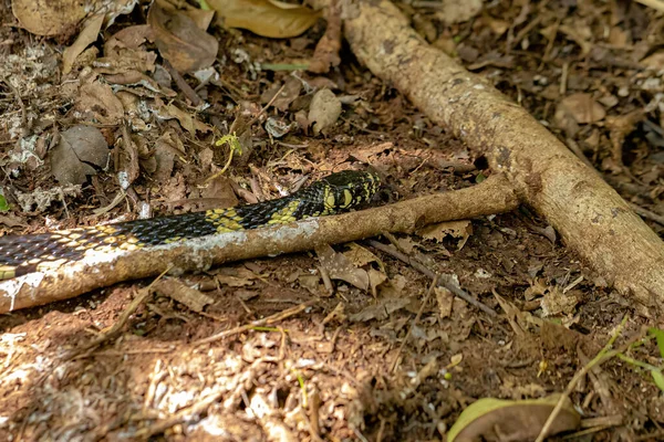 Schwarze Und Gelbe Hühnernatter Der Art Spilotes Pullatus — Stockfoto