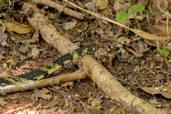 Pollo Negro Amarillo Serpiente Especie Spilotes Pullatus —  Fotos de Stock