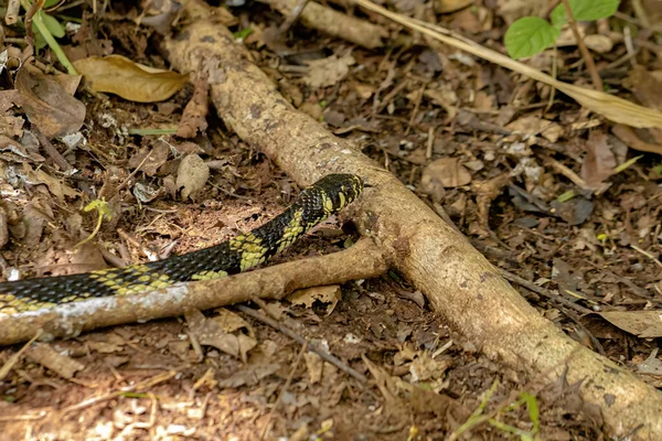 Schwarze Und Gelbe Hühnernatter Der Art Spilotes Pullatus — Stockfoto