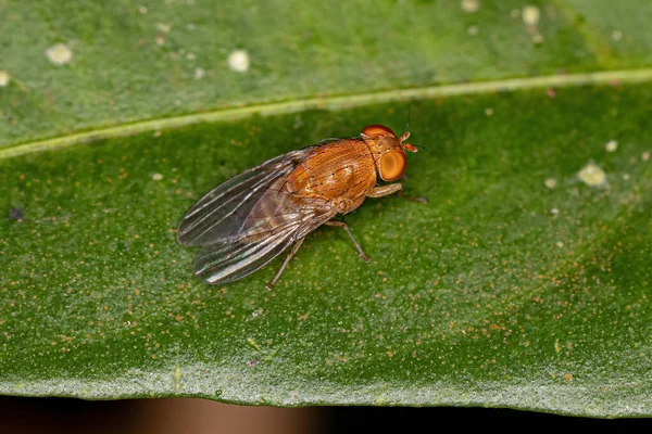 Adult Acalyptrate Fly Zoosubsection Acalyptratae — стокове фото