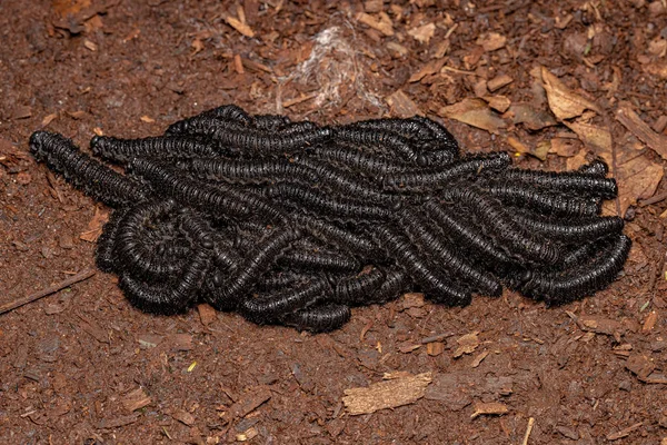 Schwarze Pergiden Sägeblattlarven Der Gattung Perreyia — Stockfoto