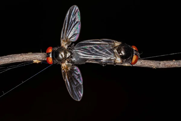 Erwachsene Brachyceranfliegen Der Unterordnung Brachycera Kopplung — Stockfoto