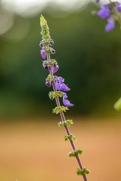 Plectranthus Lanoso Pianta Della Specie Coleus Barbatus — Foto Stock