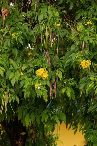 Κίτρινη Τρομπέτα Floweres Δέντρο Του Είδους Tecoma Stans — Φωτογραφία Αρχείου
