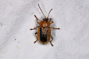 Alt familya Eumolpinae 'nin Yetişkin Yaprak Böceği