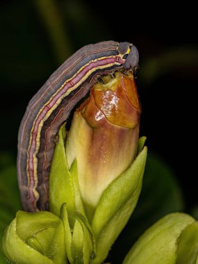 İsognathus allamandae türünün Macroglossine Sphinx güve tırtılı Allamanda Blanchetii türünün Allamanda bitkisini yer.