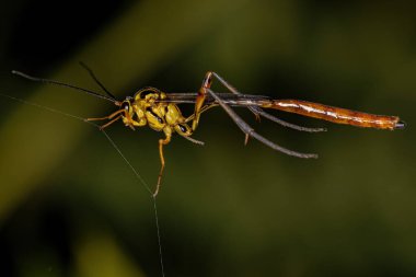 Eiphosoma cinsinden Yetişkin Ichneumonid Wasp
