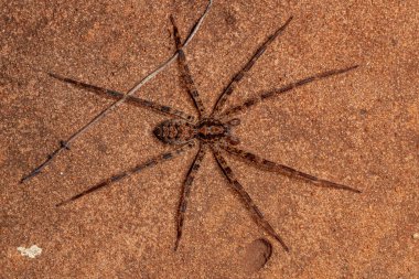 Ctenidae ailesinin Erkek Gezgin Örümceği