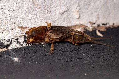 Gryllotalpidae ailesinin Yetişkin Köstebek Çekirgesi