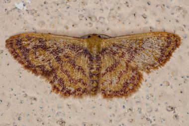 Geometridae ailesinin Yetişkin Jeometre Güvesi