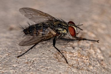 Tachinidae ailesinin Yetişkin Tüylü Sineği
