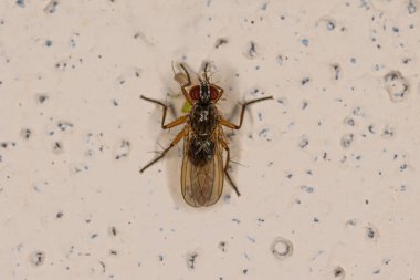 Coenosiinae Altfamilyasından Yetişkin Muscoid Sineği, Chironomidae ailesinin ısırmayan yetişkin Midge 'ini avlıyor.