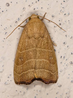 Adult Wavy Lined Mallow Moth of the species Bagisara repanda clipart