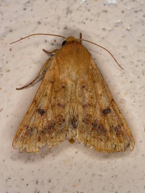 Helicoverpa cinsinin Yetişkin Güve Böceği