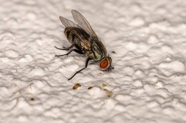 Adult Flesh Fly of the Family Sarcophagidae clipart