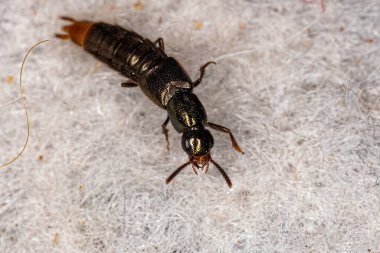 Adult Rove Beetle of the Tribe Staphylinini clipart