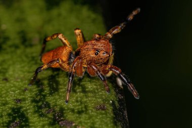 Tür 'ün küçük zıplayan örümceği