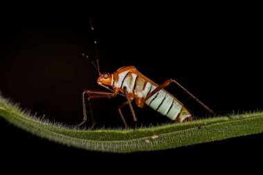 Yetişkin Yaprak Ayaklı Böcek, Hypselonotus böceği.