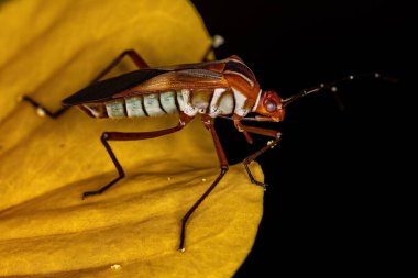 Yetişkin Yaprak Ayaklı Böcek, Hypselonotus böceği.