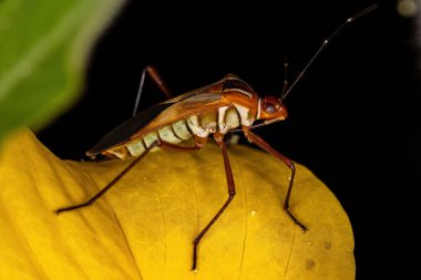 Yetişkin Yaprak Ayaklı Böcek, Hypselonotus böceği.